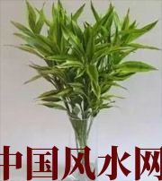 广州十二生肖养什么植物最旺财运？你知道吗！